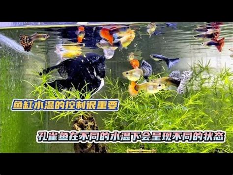 熱帶魚水温